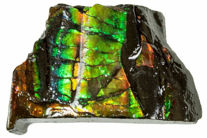 Iridescent Ammolite (Fossil Ammonite Shell) - Alberta #311396